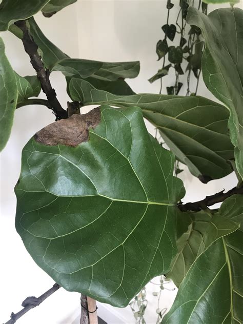 Fiddle leaf fig brown spots. Things To Know About Fiddle leaf fig brown spots. 